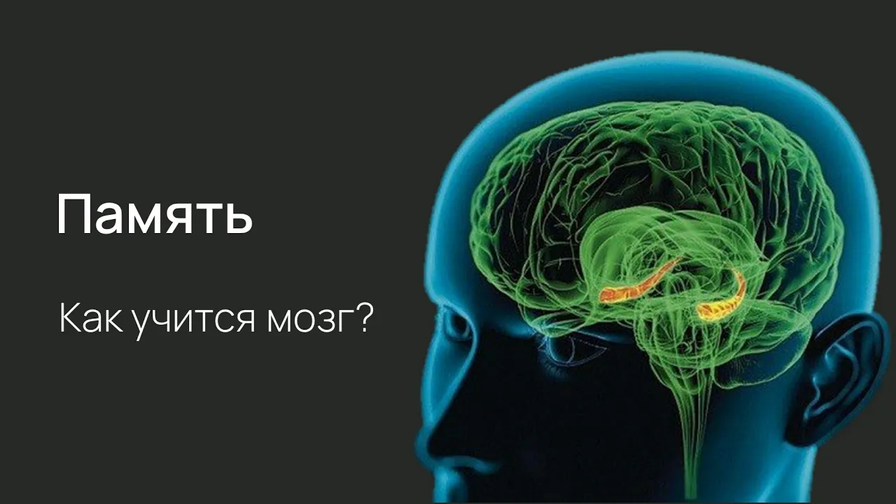 Нейробиология поведения. Гиппокамп
