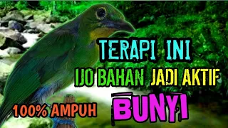 terapi cucak ijo bahan agar rajin bunyi dan cepat adaptasi