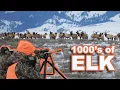 Lagu We Found the WORLDS LARGEST HERD OF ELK!!! {Catch Clean Cook} Sarah's First Elk Hunt