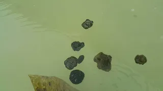 عنبر اختبار الطفو تجربتي مع العنبر 3 