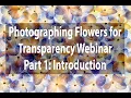 Photographing Flowers For Transparency Webinar Part 1 Introduction Harold Davis