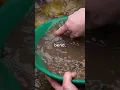 Gold Near Atlanta Georgia Gold Started the First Gold Rush