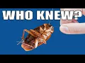 Cockroaches - What You ve Been Told is Totally Wrong
