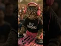 Download Lagu DJ Meong #1 #djmeong #catdance #kucinglucu #kucingjoged