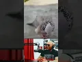 Download Lagu Meme Viral Ngakak Burung Sok Gaya#shorts#meme#memes