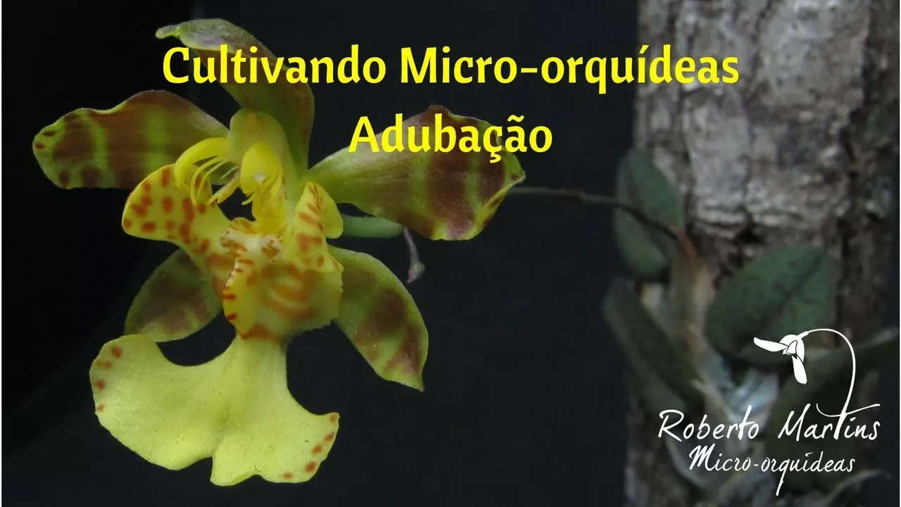 CULTIVANDO MICRO ORQUÍDEAS ADUBAÇÃO