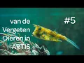 Lagu # 5 van de Vergeten Dieren in ARTIS