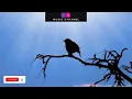 Anna Of The North - Bird Sing 🎵 (Lirik)