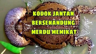 Download Suara katak /kodok  bersenandung merdu di malam hari //suara katak MP3