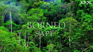 instrumen musik sape dayak kalimantan