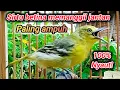 Download Lagu Sirtu betina gacor suara paling ampuh untuk pancingan sirtu jantan langsung nyaut seketika