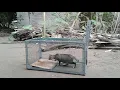 Download Lagu Perangkap Kucing Jember Pest Control