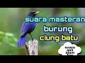 Download Lagu suara masteran burung ciung batu