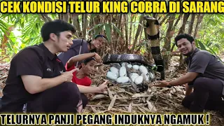 CARA DAFTAR AGEN PULSA ALL OPERATOR. 