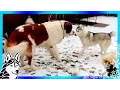 ST BERNARD AND SIBERIAN HUSKY PLAY TIME