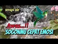 Download Lagu Awas bikin emosi sogonmu, terapi air untuk semua burung macet bunyi
