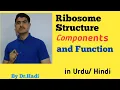 L-13 Ribosome Structure components and function lecture 13 in Urdu Hindi by Dr Hadi