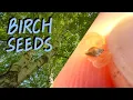 Harvesting Birch Tree Seeds