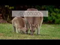 3 minute COUNTDOWN timer - Cute BABY animals