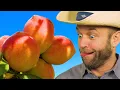Picking Fredericksburg TX Peaches - Jenschke Orchards