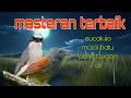 Lagu Masteran burung terbaik jinjing petulak dan Tepus kepala abu 🔥