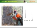 Download Lagu Advanced techniques for falling trees with a chainsaw