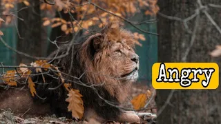 anger most epic angry angry mood off fight attitude status angry shout mm u0026 sons
