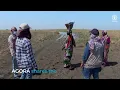 Download Lagu Over AGORA