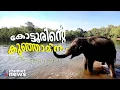 ചെരിഞ്ഞ അമ്മയാനയ്ക്കരികിൽ ഒറ്റപ്പെട്ടവൾ, ഇന്ന് കോട്ടൂരിന്റെ കുട്ടിക്കുറുമ്പി... | Amina Elephant