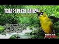 Download Lagu Terapi PLECI bahan untuk merangsang bunyi PLECI agar cepat bunyi #TerapiPleci #TerapiPleciAgarBunyi