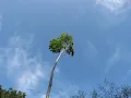Montezuma Oropendola Colony Nesting at  La Selva Biological Station, Costa Rica