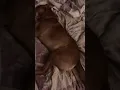 Homophobic dog