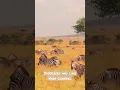 Download Lagu Suara hewan siamang zebra bison #shorts #youtubeshorts #animals