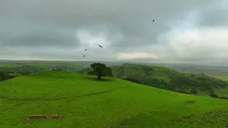 خريف ظفار شي ثاني     دندنها