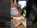 Download Lagu Kawabanga finally buried his Lovely father 😢💔 #asakaa #kawabanga #codemicky #sad