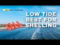 GO SHELLING ON LOW TIDE Your Best Damn Beach Report From Corpus Christi Texas USA 24