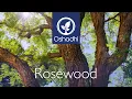 Lagu Rosewood (Aniba rosaeodora) | Essential-Oil-Plant Portrait by Dr. Malte Hozzel