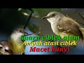 Download Lagu suara ciblek alam, ampuh mengatasi burung macet bunyi