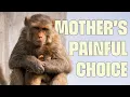 Lagu She May Abandon Her Baby to Live | FULL DOCUMENTARY | Monkey Thieves