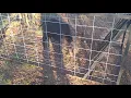 Wild hog trapping
