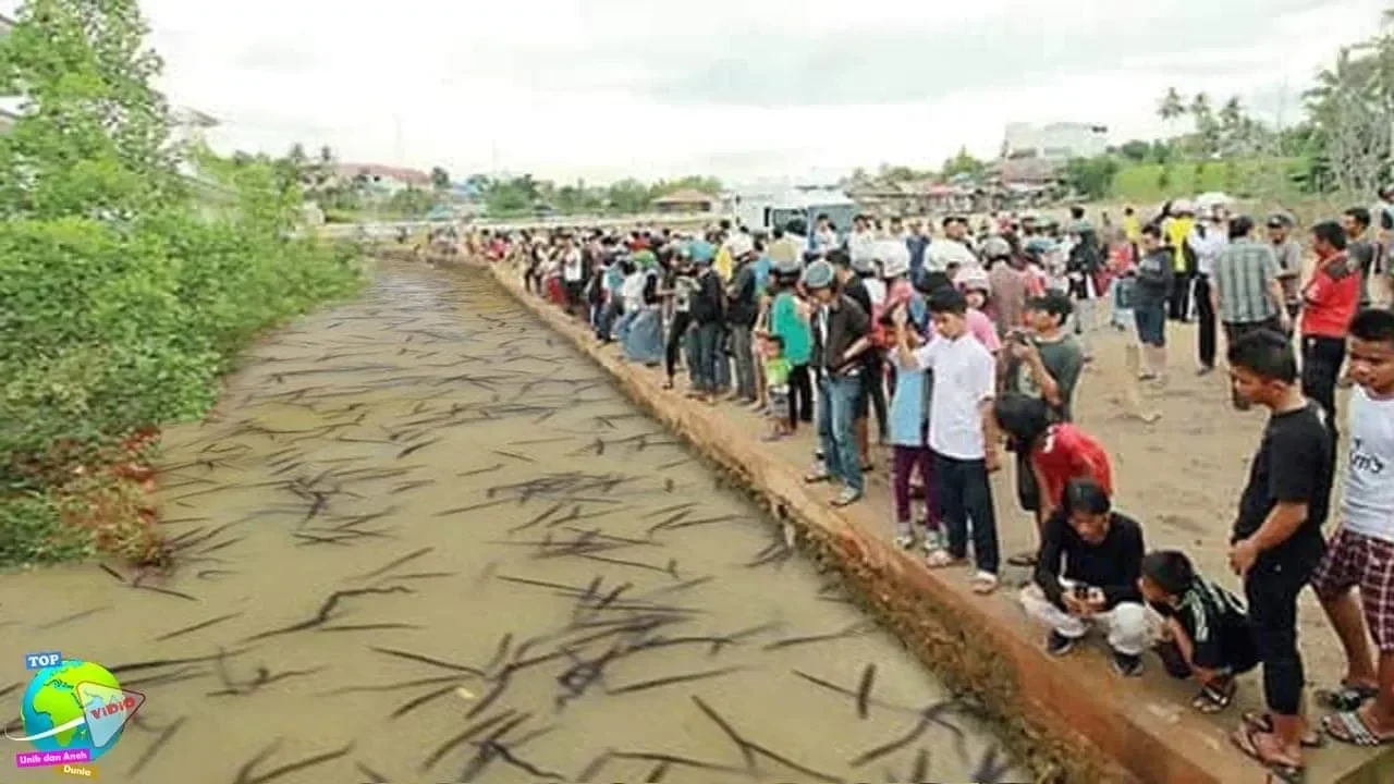 
          
          
          
            
            Jutaan Hewan Mengerikan Muncul Di Sungai Bengkayang, Pertanda Suhu Tanah Panas!!
          
        . 