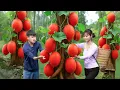 Download Lagu Harvesting Ripe Gac Hybrid to sell at the market | How to make traditional Gac sticky rice