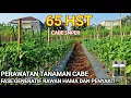 Download Lagu PERAWATAN TANAMAN CABE !! USIA  65 HST