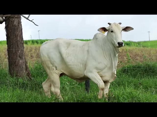 Matriz Nelore FMSF - 1868