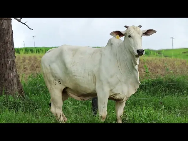 Matriz Nelore FMSF - 1868