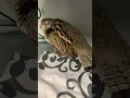 Download Lagu Ruffed Grouse Rescue #wildlife #wildlifewednesday #grouse #wildliferescue