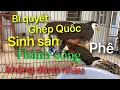 Lagu Ghép chim Quốc sinh sản thành công 100%