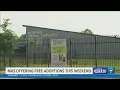 Dog and cat adoptions are FREE this weekend at Memphis Animal Services