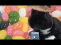 Bunspace - EGG HUNT 2012