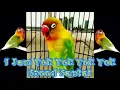 Download Lagu 1 Jam Non-stop Terbaik..!! Masteran Lovebird Betina Konslet Tek Tek Tek Tek